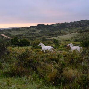 horses uru