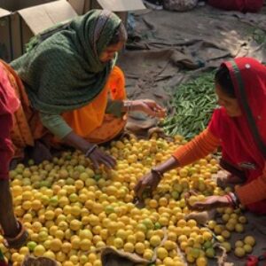 indian lemons jaipur
