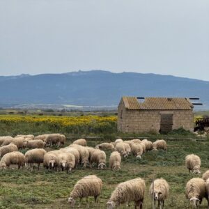 sardinia for home page