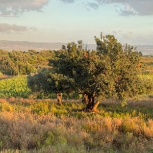 sicily for home page