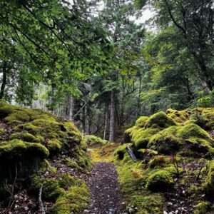 scotland_mossy_trail
