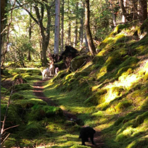 shona_wilderness_shot